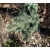 nasiona Świerk gruboigłowy Picea szt5 Fore59